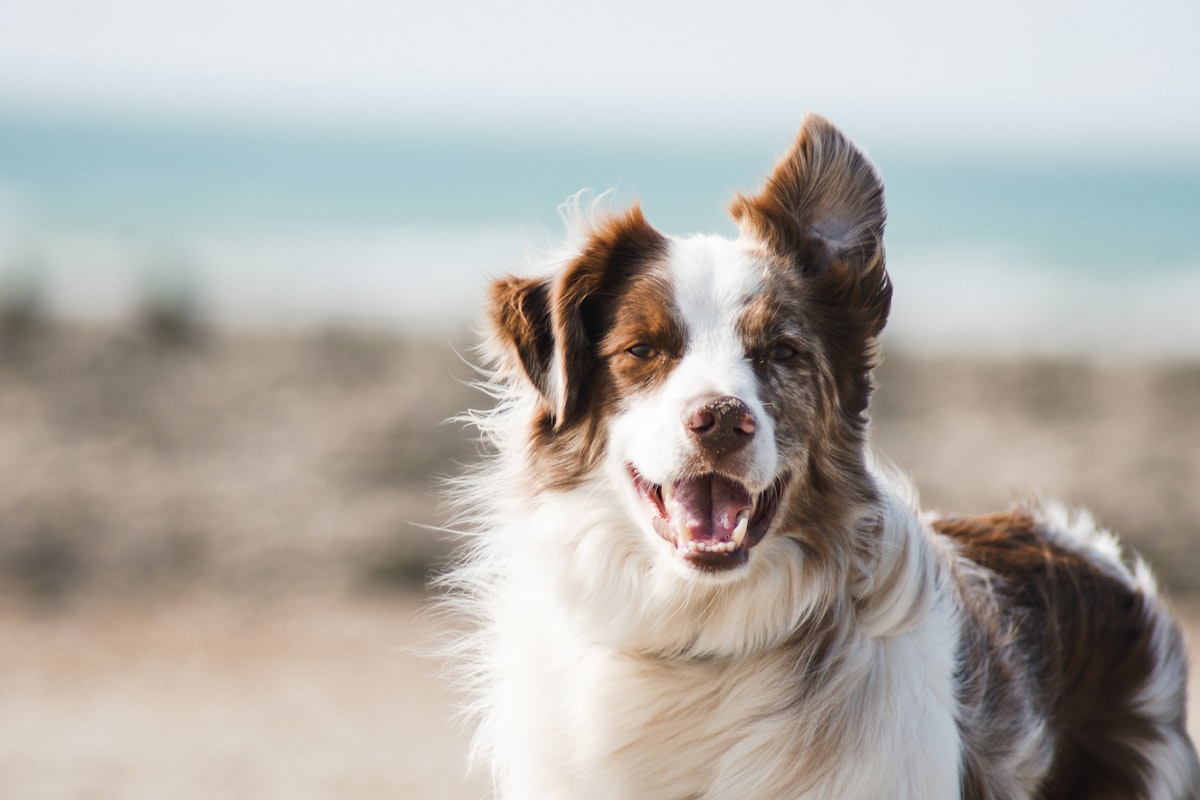 Happy dog representing a social community for pets